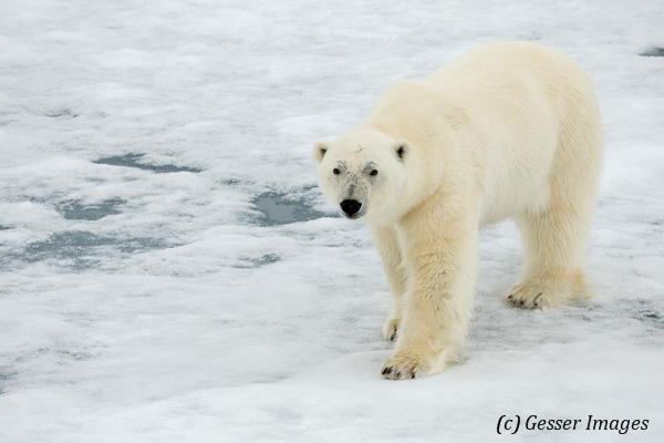 Polar bear (Ursus maritimus) standing close on the icefloe, Svalbard, 1
