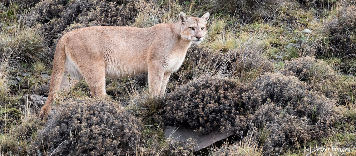 les puma