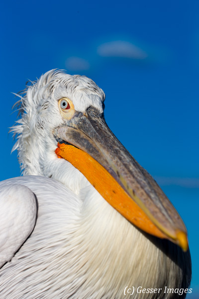 Pelican 1 _DX_8671